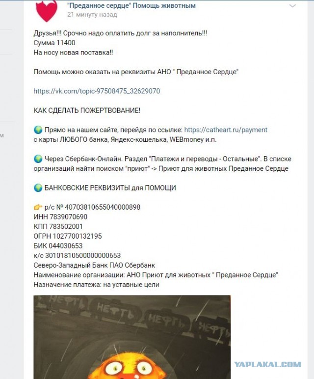 Помогите вернуть кота! Приют "Преданное сердце" украл кота и не отдает!-2