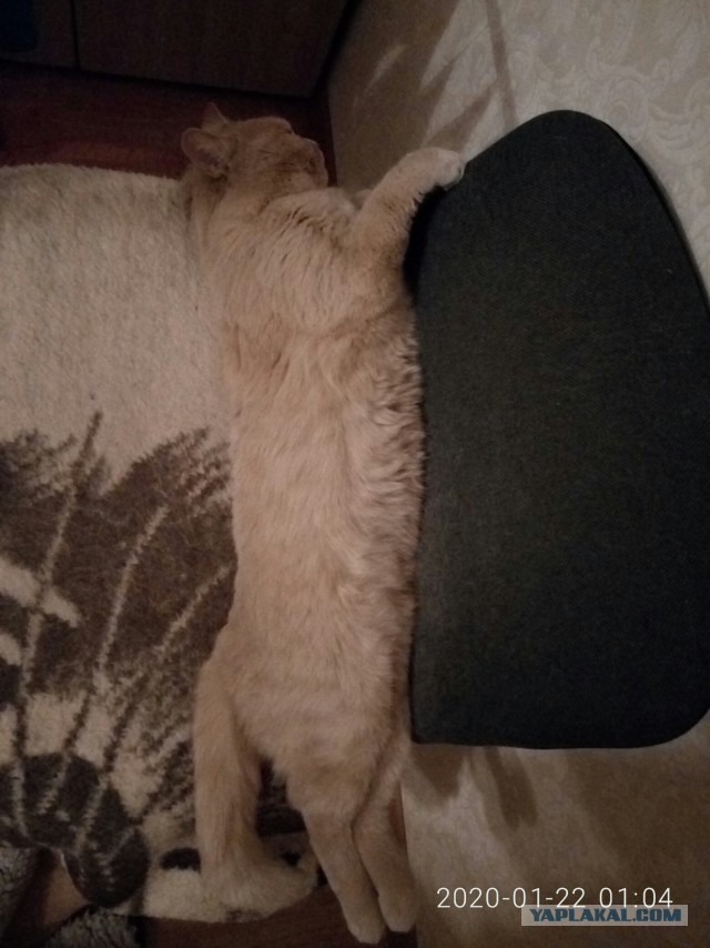 Что значит поза, в которой спит твоя кошка