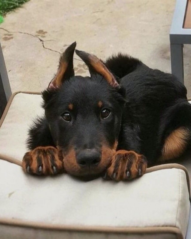 Эти забавные животные