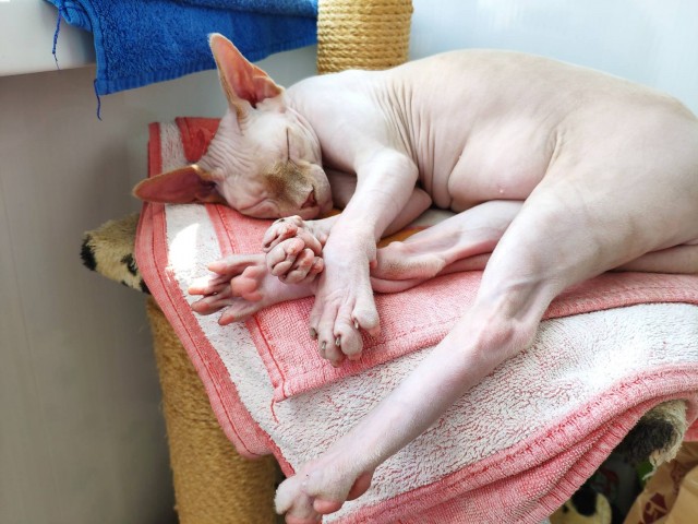 Котовторник 13.10.2020