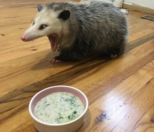 Опоссумы