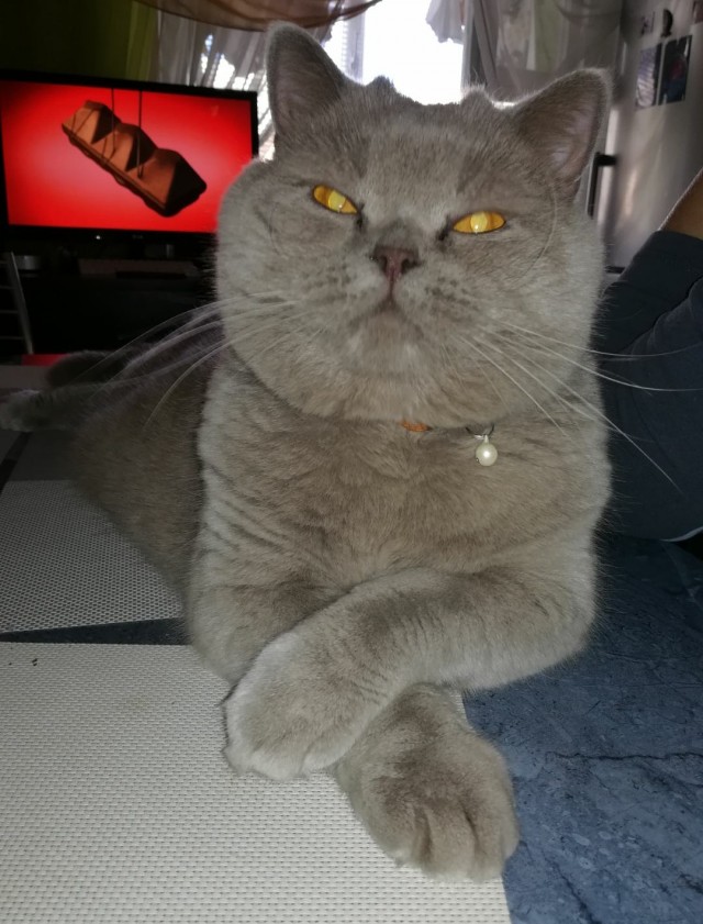 Котовторник же!