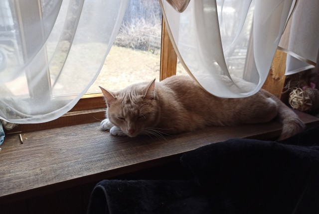 Вторник. Кото-вторник...