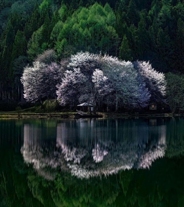 Картинки