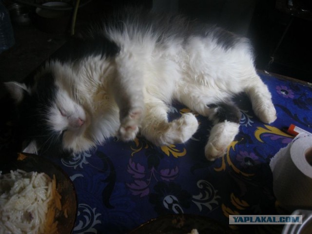Жизнь домашнего приюта для котеек 353