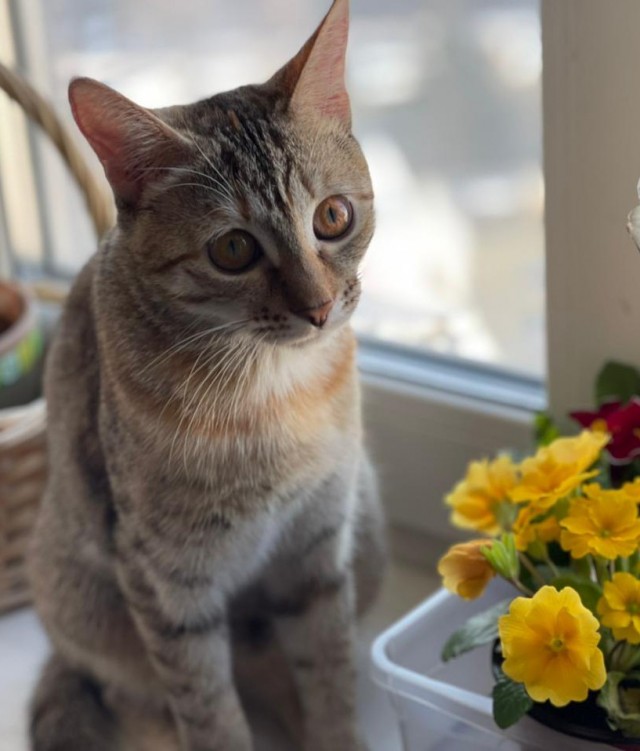 Котовторник. Февраль