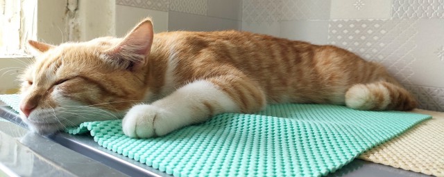 А как спит ваш кошачий?