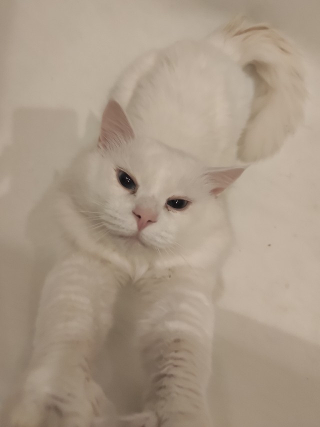 Лето и коты