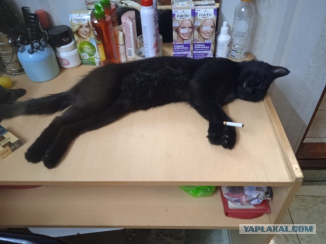 С Котовторником вас! Зовут Чеса!