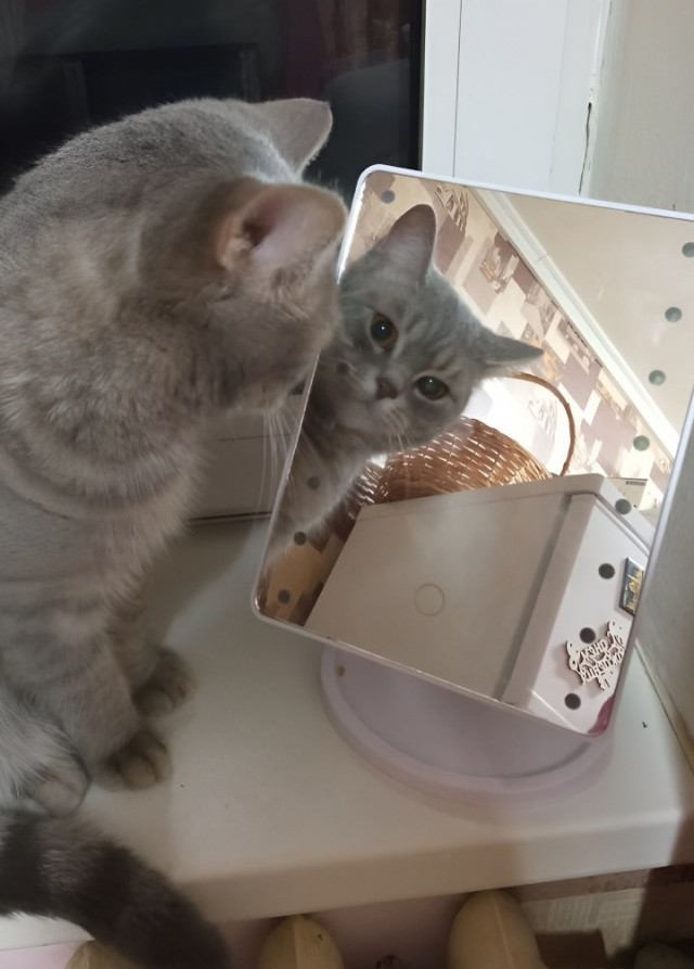 Шерстяной котовторник. Октябрь 2022