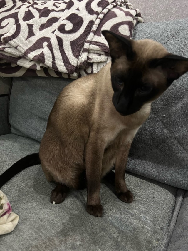 Котовторник 1.11.22