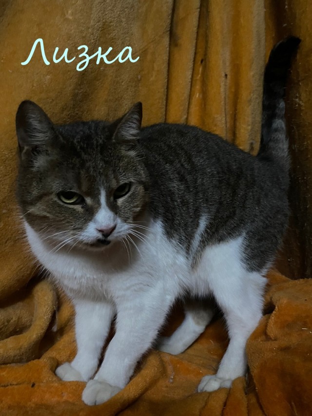 Жизнь домашнего приюта "Котоленд" 370