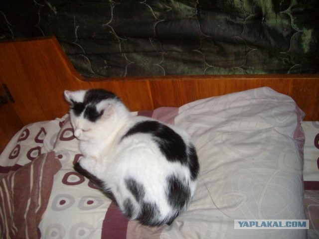 Жизнь домашнего приюта для котеек 434
