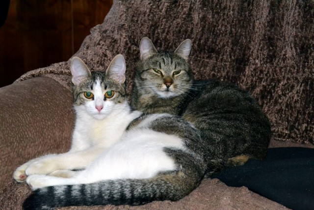 Котовторник 30.04.2013