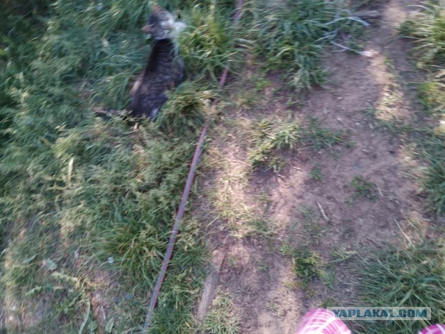 Жизнь домашнего приюта для котеек 497