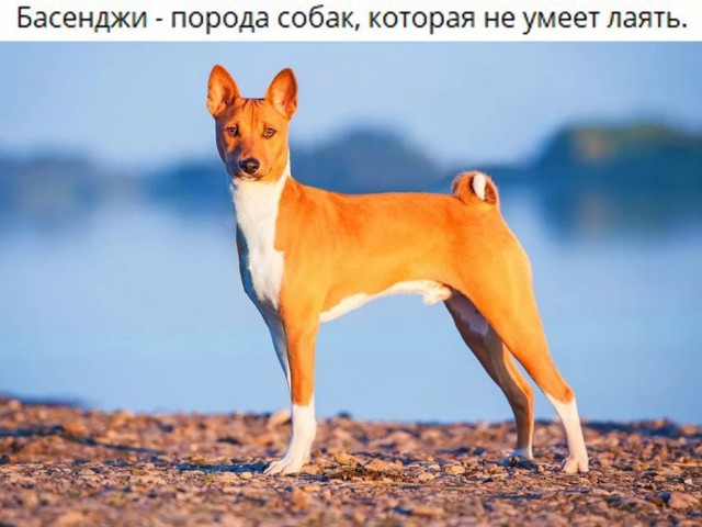Собаки из истории в картинках