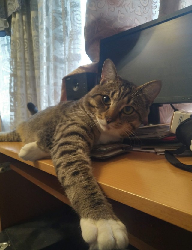 Котовторник!