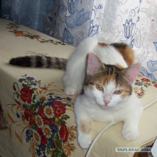 Принимайте в клуб! Котовторник же
