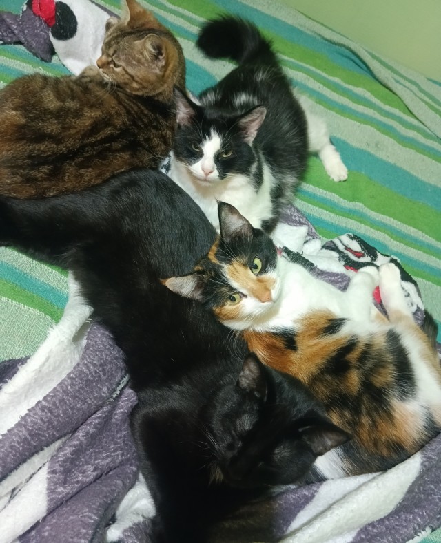 Спящий кот
