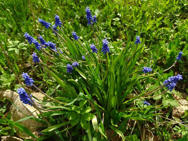 Литературная беседка v.1