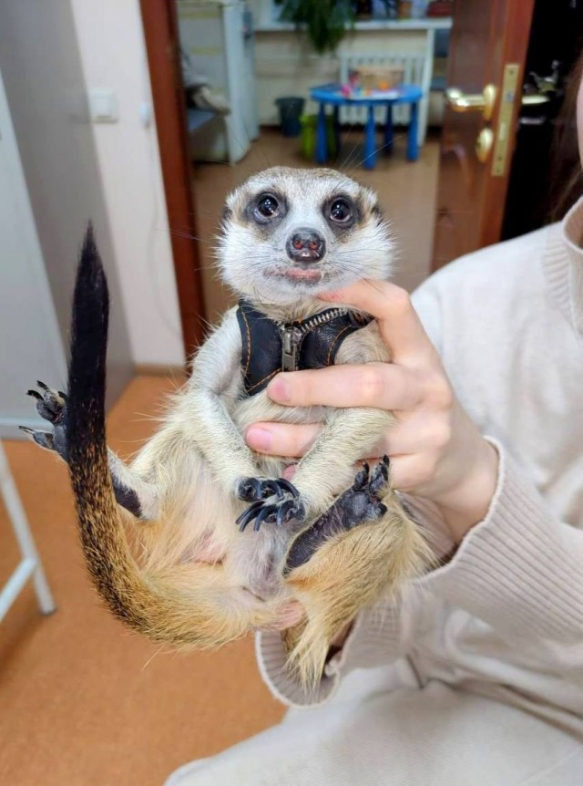 Двух сурикатов привезли на осмотр в ветклинику в Тушино