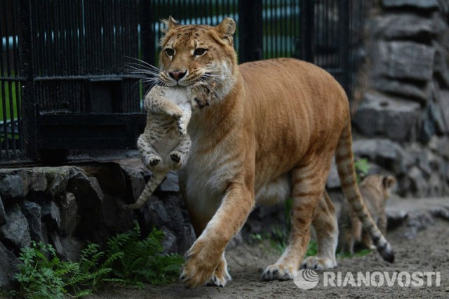 Первая фотосессия тройни лилигрят