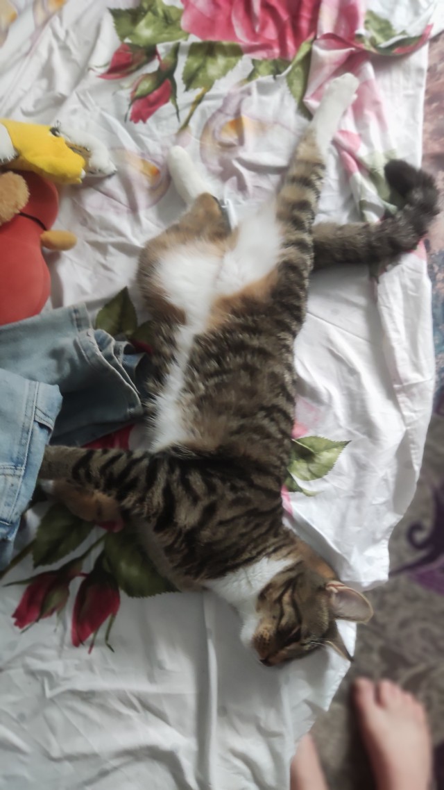Хоть котовторник прошел ловите моего красавчика
