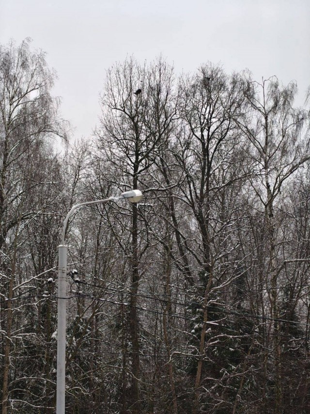 В Новой Москве спасли кота с дерева. Он просидел там почти неделю.