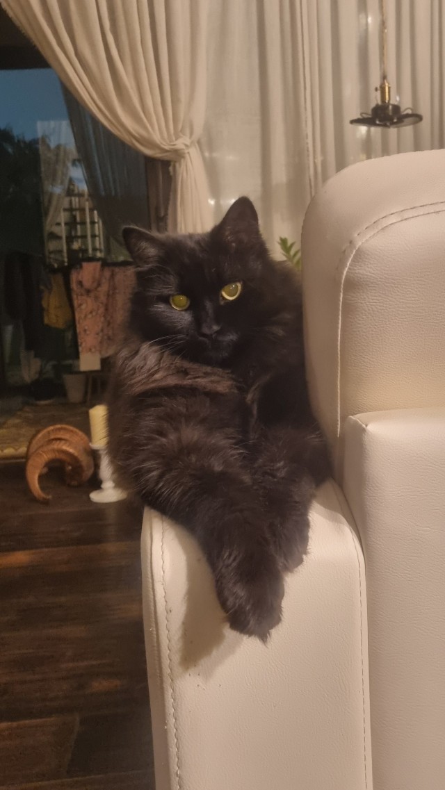 Происхождение человека. Котоверсия