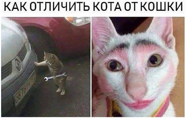 Заводите кошек - они нервы успокаивают