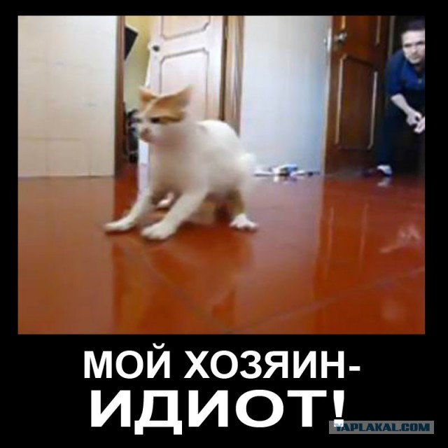 Кот и керлинг