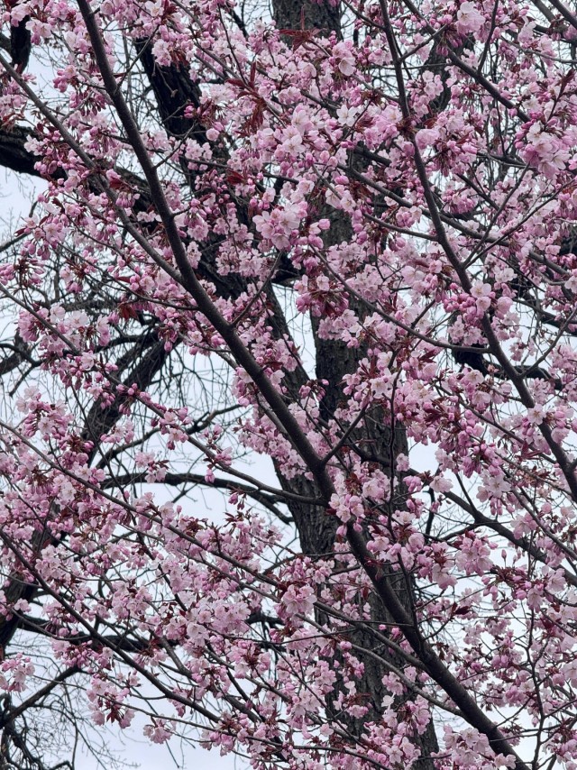 В ботаническом саду Петра Великого (СПб) расцветает сакура