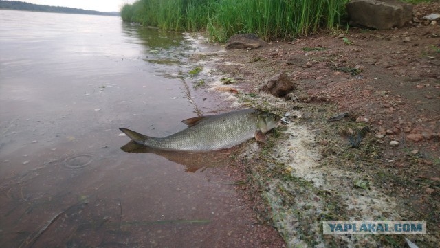 Изготавливаю на заказ рыболовные спиннинговые приманки (блесны-пилькеры).