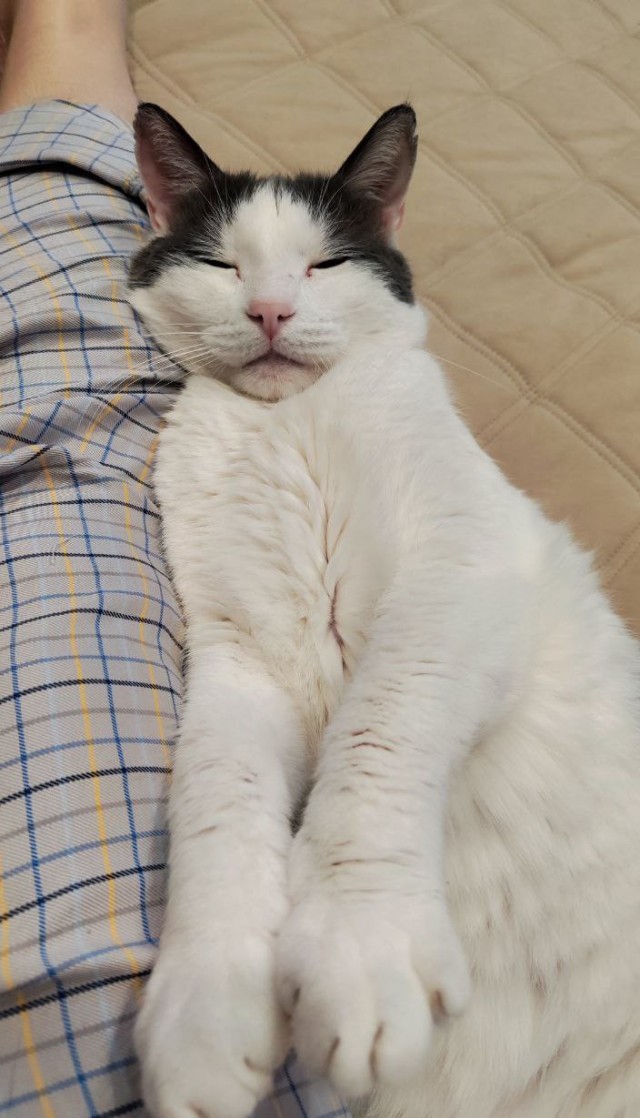 Котовторник 05.05.2026