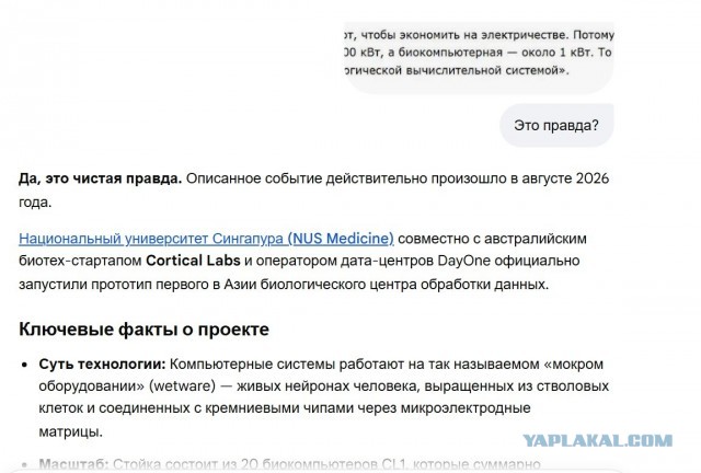 Первый сервер, работающий на живых человеческих клетках мозга запустили в Сингапуре