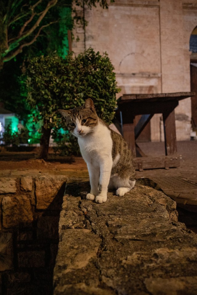 Уличные кошки острова Крит
