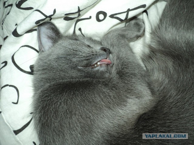 Котовторник   31.12.  2013