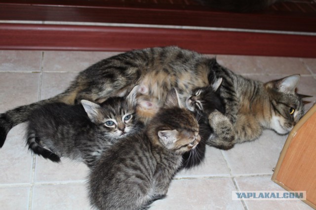 Котовторник 04.03.2014