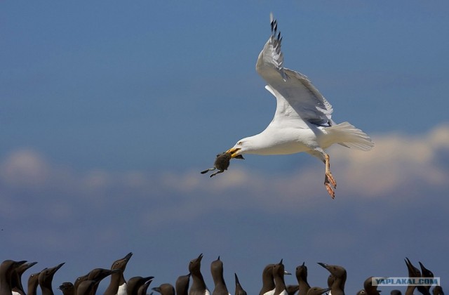 Конкурс фотографии National Geographic 2010