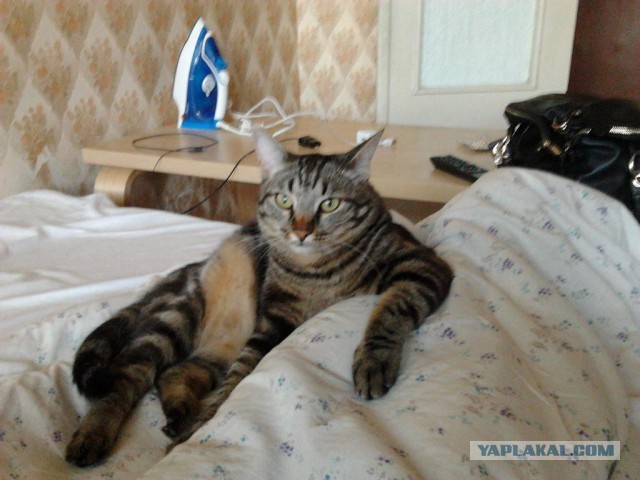 Котовторник 01.04.2014
