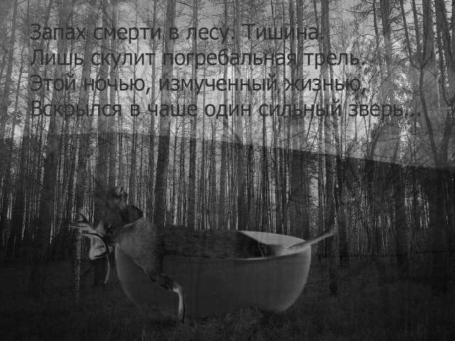 Лося жалко, конечно