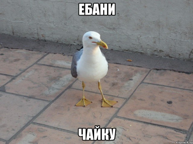 Добряки, плюсующие всех подряд