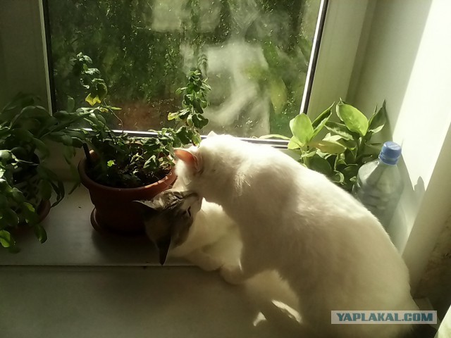 Котовторник 26.08.14.