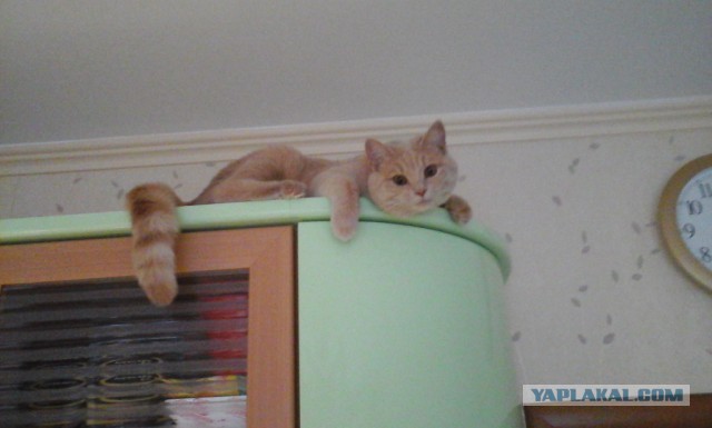 Котовторник