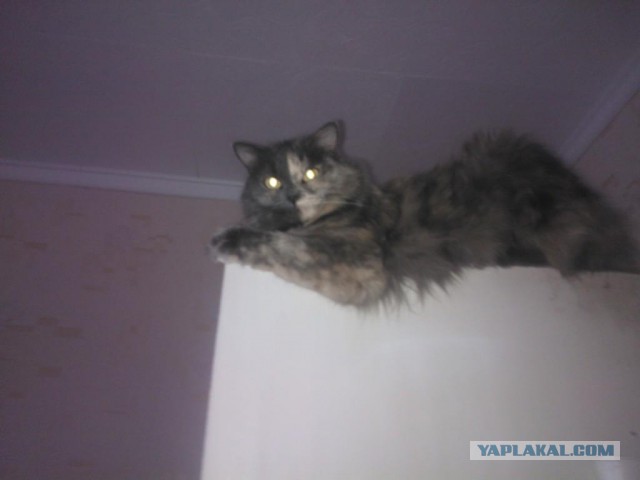 Котовторник 27.01.2015