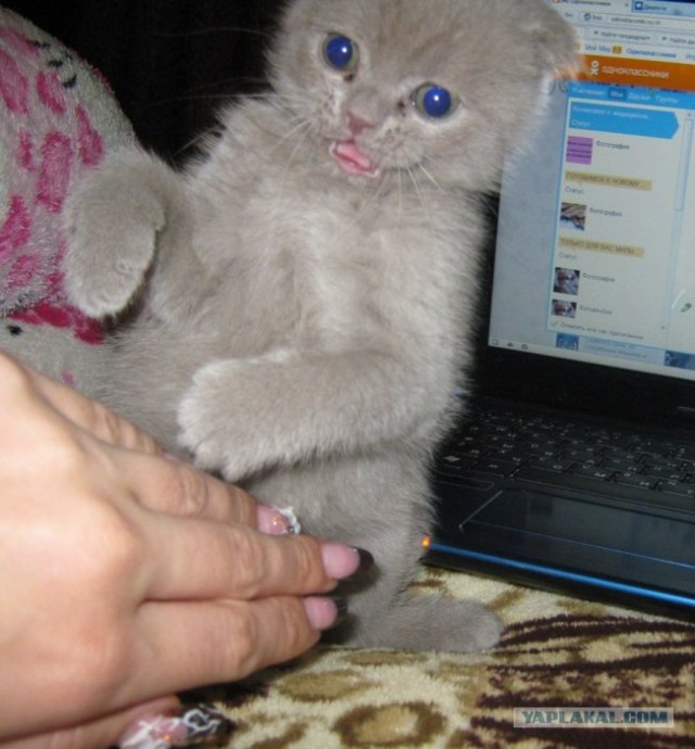 Когда в доме есть кот...