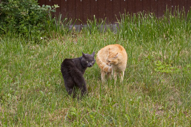 Котовторник  21.07.2015
