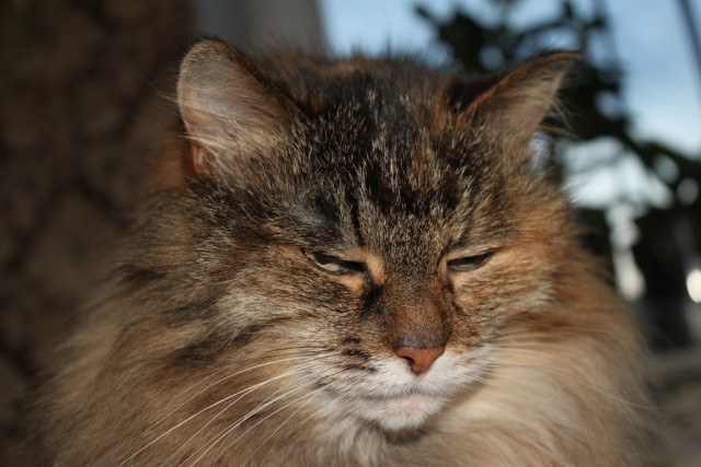Котовторник  21.07.2015