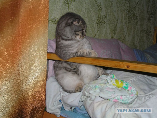 Пост невероятной кошачьей красоты. 25 фот.