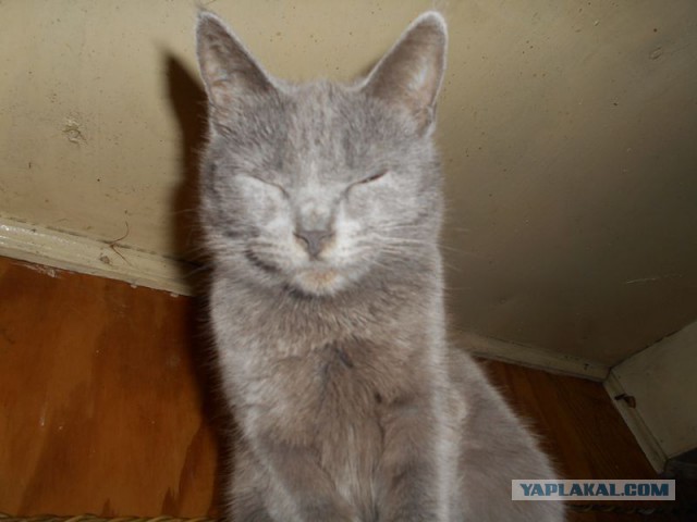 Жизнь домашнего приюта для котеек 107